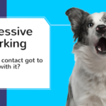 Problem Barking- eye contact can play a role in excessive barking in dogs.