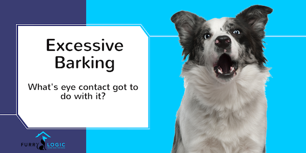 Problem Barking- eye contact can play a role in excessive barking in dogs.