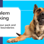 Problem Barking - how to lead the pack and teach boundaries to your dog