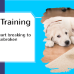 Puppy potty training - how timing makes or breaks the house!