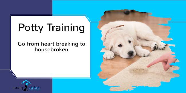 Puppy potty training - how timing makes or breaks the house!