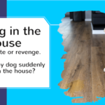 dog is peeing in the house all of a sudden doesn't mean revenge or spite.