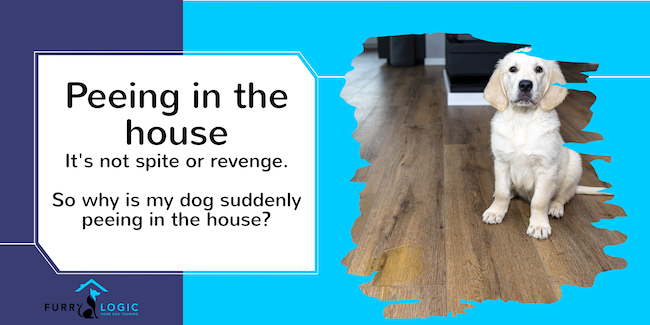 dog is peeing in the house all of a sudden doesn't mean revenge or spite.