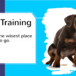 puppy potty training - going in the right spot