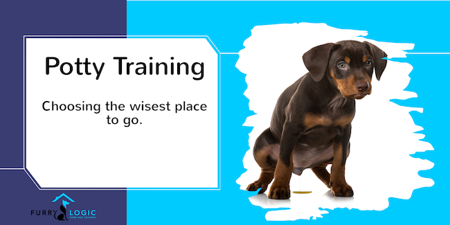 puppy potty training - going in the right spot