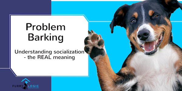 Problem Barking- the real meaning of socialization