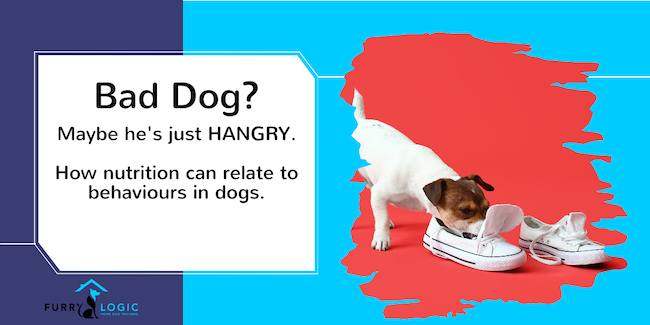 Aggression problems? Maybe your dog food nutrition is a contributing factor. Hi might just be HANGRY!