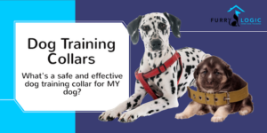 dog training collars