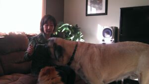 Liz teaches an English Mastiff and a Pomeranian about pack leadership.