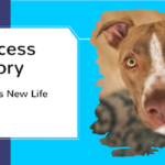 Success Story : Fozzie the pitbull is saved and gets a new life with a dedicated family. He suffered from a fearful past that caused him to be aggressive. Furry Logic Home Dog Training helped the family when they moved to Calgary so they would feel confident knowing their new baby and the public were safe.