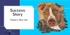 Success Story : Fozzie the pitbull is saved and gets a new life with a dedicated family. He suffered from a fearful past that caused him to be aggressive. Furry Logic Home Dog Training helped the family when they moved to Calgary so they would feel confident knowing their new baby and the public were safe.