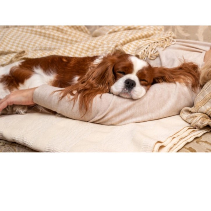 Sleeping Cavalier King Charles