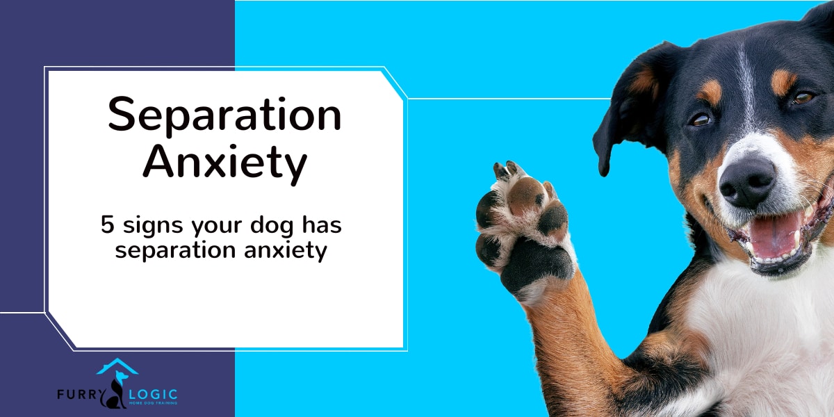 A closer look at Separation Anxiety Dog Signs
